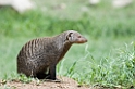 Serengeti banded mongoose10
